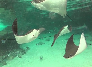 Ray Bay in Singapore