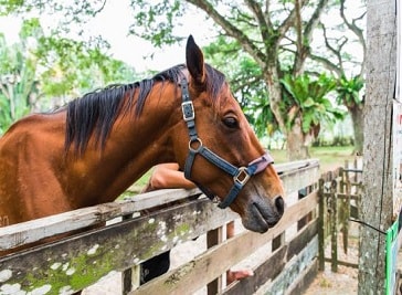 The Animal Resort in Singapore