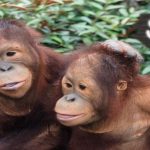Zoo and Wildparks