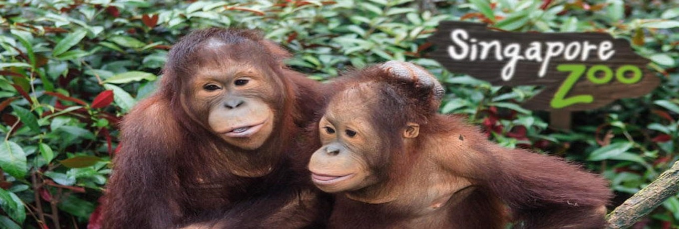 Zoo and Wildparks